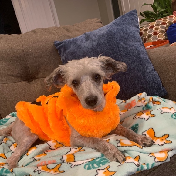 Meet your Posher, Kylie - Picture 2 of 10